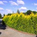Thuja Occidentalis Aurescens - Conifere - AgroDenmar.ro
