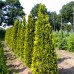 Thuja Occidentalis Aurescens - Conifere - AgroDenmar.ro