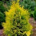 Thuja Occidentalis Aurescens - Conifere - AgroDenmar.ro