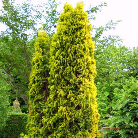 Thuja Occidentalis Aurescens - Conifere - AgroDenmar.ro