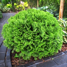 Thuja occidentalis Danica 5 - 10 cm