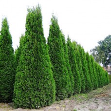 Thuja Occidentalis Fastigiata 160 cm