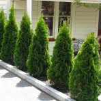 Thuja Occidentalis Holmstrup 100 - 120 cm