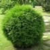 Thuja occidentalis Little Champion - Conifere - AgroDenmar.ro