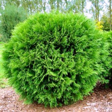 Thuja occidentalis Little Champion