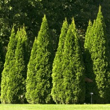 Thuja Occidentalis Smaragd 120 - 150 cm