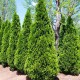  <span>Thuja</span> <span>Occidentalis</span> <span>Smaragd</span>