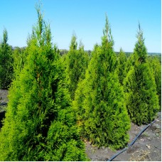 Thuja Occidentalis Smaragd 60 - 80 cm