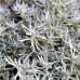Curry - Plante aromatice - AgroDenmar.ro
