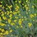 Curry - Plante aromatice - AgroDenmar.ro