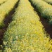 Curry - Plante aromatice - AgroDenmar.ro
