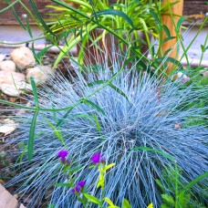 Festuca glauca (Iarbă albastră) Elijah Blue
