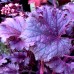 Heuchera Forever Purple - Plante ornamentale - AgroDenmar.ro