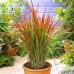 Imperata cylindrica Red Baron - Plante ornamentale - AgroDenmar.ro