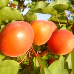 Cais Kyoto - Pomi fructiferi - AgroDenmar.ro