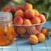 Cais Pannonia - Pomi fructiferi - AgroDenmar.ro