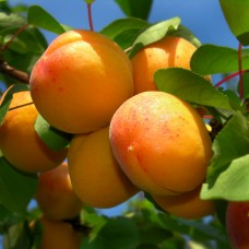 Cais Uriasa de Cegled