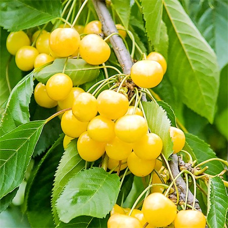 Cires amar Imperial - Pomi fructiferi - AgroDenmar.ro