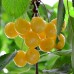 Cires Bigarreau Donissen radacina libera - Pomi fructiferi - AgroDenmar.ro