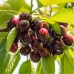 Cires Biggareau Burlat - Pomi fructiferi - AgroDenmar.ro