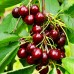 Cires Germersdorf - Pomi fructiferi - AgroDenmar.ro