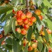 Cires Kunzego - Pomi fructiferi - AgroDenmar.ro