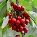 Cires Staccato - Pomi fructiferi - AgroDenmar.ro