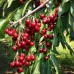 Cires Van - Pomi fructiferi - AgroDenmar.ro