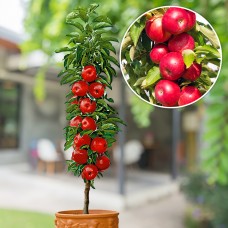 Mar columnar Red River