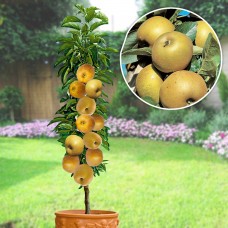 Mar columnar Renet de Canada