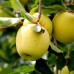 Mar Golden Delicious - Pomi fructiferi - AgroDenmar.ro