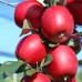Mar Redlove Circe - Pomi fructiferi - AgroDenmar.ro