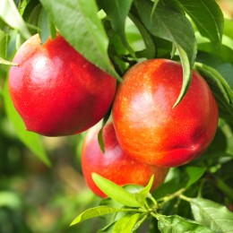 Nectarin Nectared - Pomi fructiferi - AgroDenmar.ro