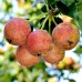 Par Busuioace cu miez rosu - Pomi fructiferi - AgroDenmar.ro