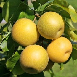 Par Japonez - Nijisseiki - Pomi fructiferi - AgroDenmar.ro