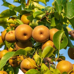 Par Japonez - Nashi Hosui - pe rod - Pomi fructiferi - AgroDenmar.ro
