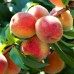 Piersic pitic - Pomi fructiferi - AgroDenmar.ro