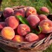 Piersic Suncrest - Pomi fructiferi - AgroDenmar.ro