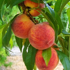 Piersic Superba de toamna