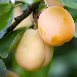 Prun Hekman alb - Pomi fructiferi - AgroDenmar.ro