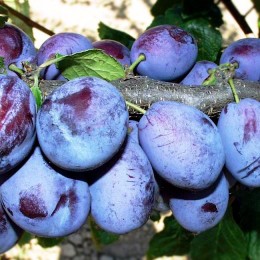 Prun Presenta - Pomi fructiferi - AgroDenmar.ro