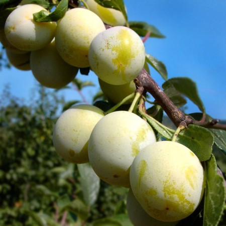Prun Renclod Verde - Pomi fructiferi - AgroDenmar.ro
