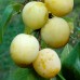 Prun Renclod Verde - Pomi fructiferi - AgroDenmar.ro