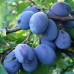Prun Stanley - Pomi fructiferi - AgroDenmar.ro
