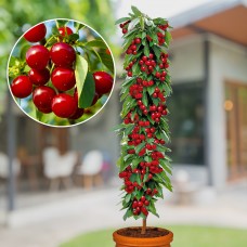 Visin columnar Rubina