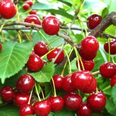 Visin Productiv de Erd la ghiveci