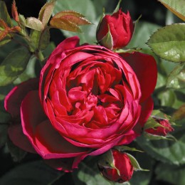 Trandafir Ascot - Trandafiri - AgroDenmar.ro