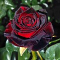 Trandafir Black Baccara