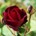 Trandafir Black Beauty Magic - Trandafiri - AgroDenmar.ro
