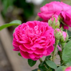Trandafir de dulceata Rose de Rescht